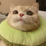猫咪qq头像,猫咪QQ头像的可爱魅力