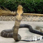 云南罕见拍到眼镜王蛇影像,红外相机捕捉世界最大毒蛇珍贵瞬间