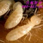 佛山白蚁防治,守护家园，专业灭蚁，安心生活