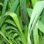小麦蚜虫,小麦蚜虫防治策略与综合管理技术解析