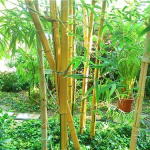 竹子是树还是草?为什么,草本植物中的“树”