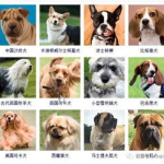 狗的种类,从巨型雪橇犬到迷你茶杯犬的全面解析