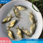 放生鱼苗,放生鱼苗，共建和谐水域环境”